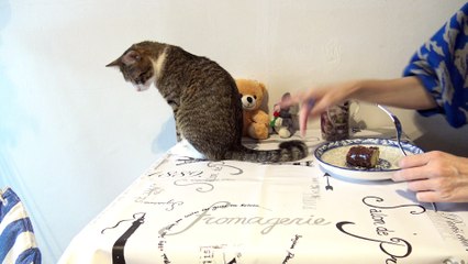 Funny Cat Puts His Tail on the Plate