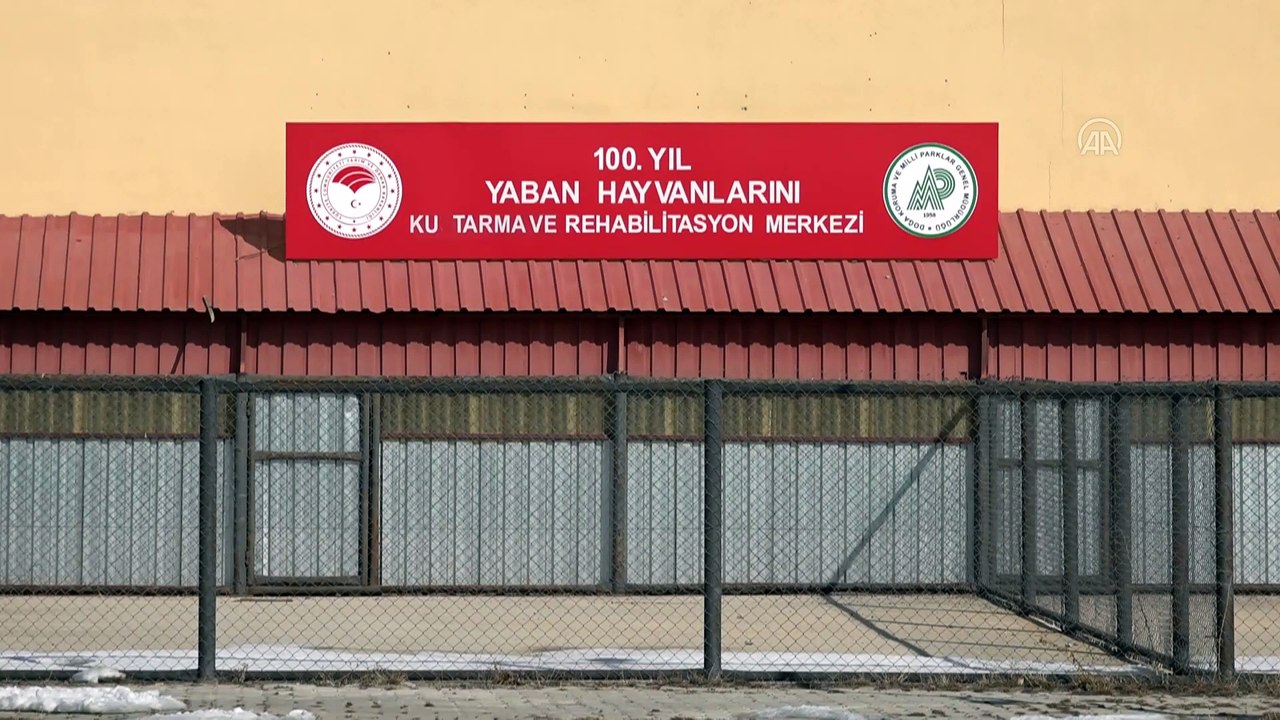 Van'da okulun deposunda bitkin halde bulunan bukalemun korumaya alındı