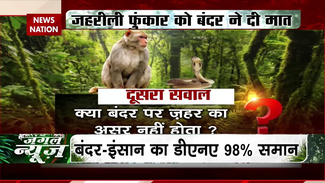 Jungle News : बंदर की फुर्ती से हारा नागराज | - video Dailymotion