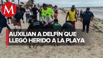 ¡Heróes! En Yucatán, Policía de Puerto Progreso salva a delfín y lo regresa al océano