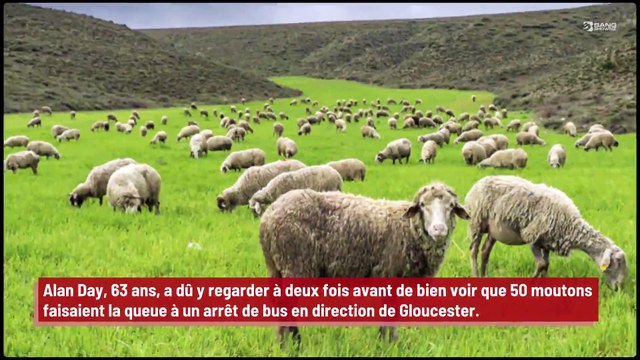 Des moutons font la queue pour prendre le bus !