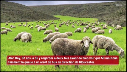 Des moutons font la queue pour prendre le bus !