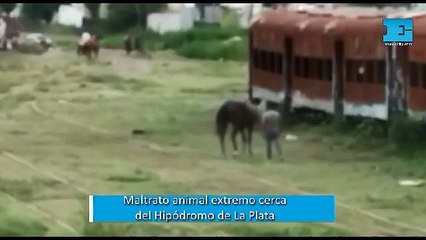 Denuncian maltrato animal extremo en un predio ferroviario tomado de La Plata