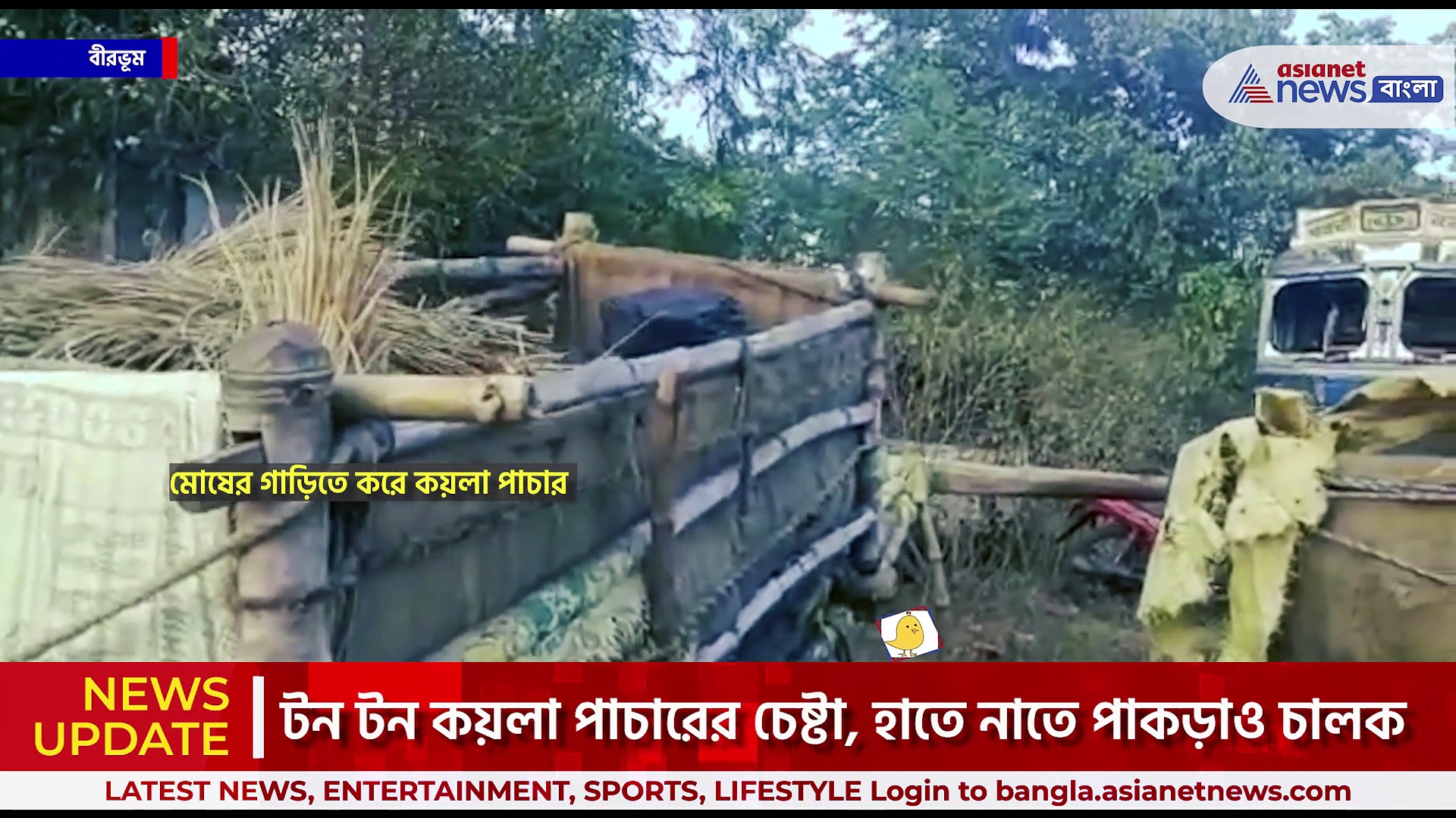 ৬টি মোষের গাড়িতে কয়লা পাচার হচ্ছিল, হাতেনাতে পাকড়াও চালক, উদ্ধার ১২ টন কয়লা