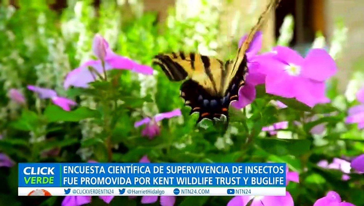 Reducción de insectos  (1)