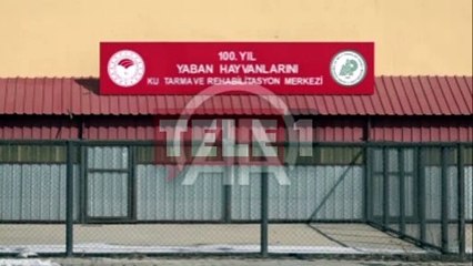 Yorgun bukalemun koruma altına alındı!