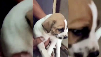 NAGPAAMPON KAMI NG MGA TUTA | SIMPLY MAMU