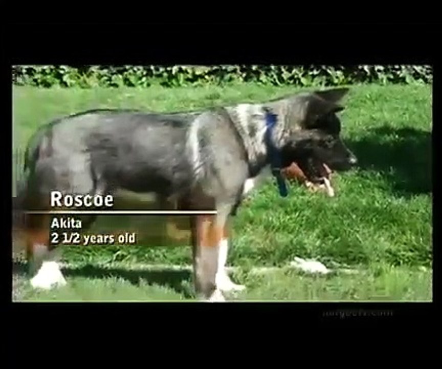 Dog Whisperer with Cesar Millan - Se5 - Ep18 HD Watch