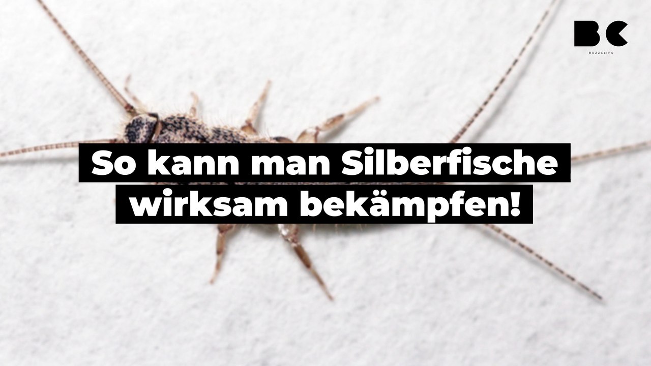 So kann man silberfische wirksam bekämpfen!