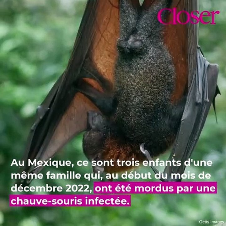 Ils perdent deux de leurs enfants en dix jours après une morsure de chauve-souris
