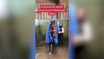 Prix d'Amérique 2023 : voici la journée type du cheval favori