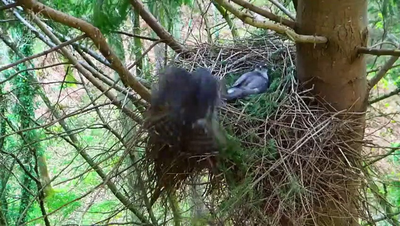 A Year in the New Forest - Se1 - Ep03 HD Watch