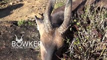 Bushbuck hunting with Nick Bowker Hunting - African Hunting Safari