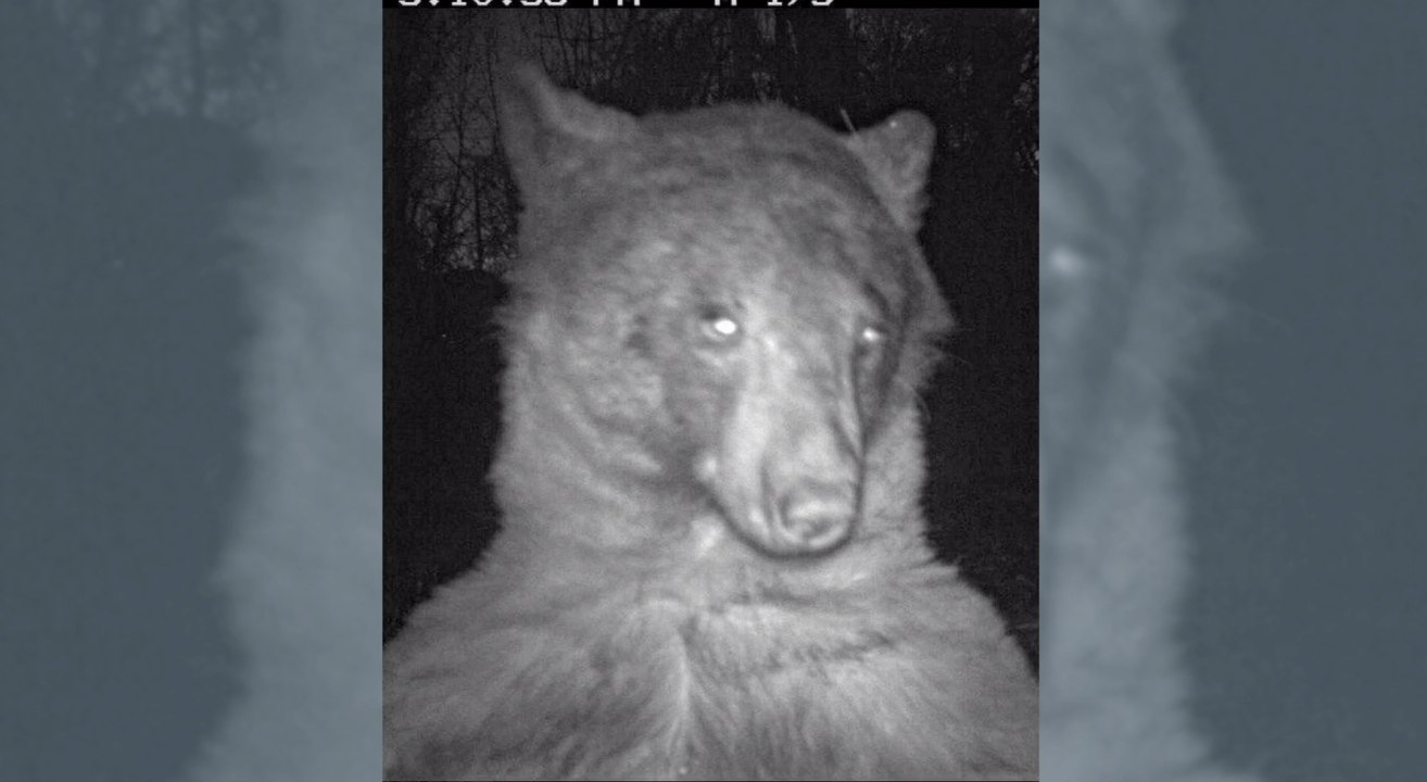 Bär schießt 400 'Selfies' von sich