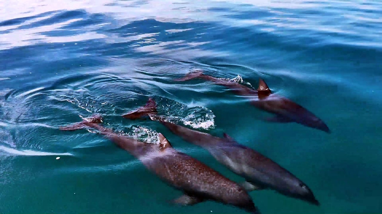 Stunning Drone Footage Captures A Huge Pod Of Dolphins Off The Coast Of ...