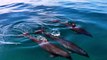Stunning drone footage captures a huge pod of Dolphins off the coast of Florida