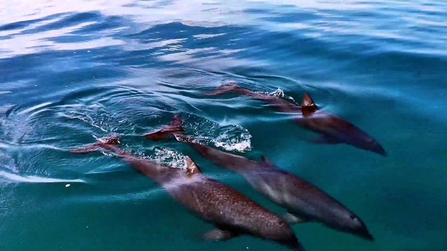 Stunning drone footage captures a huge pod of Dolphins off the coast of Florida