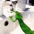 Chameleon Washes its Hands in a Sink