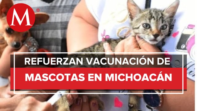 Michoacán se mantiene libre de rabia en humanos, continua vacunación para perros y gatos