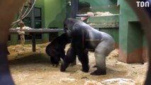 Des parents sous le choc alors que des gorilles s'accouplent devant des enfants au zoo