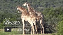 Giraffe Hunting South Africa _Nick Bowker Hunting