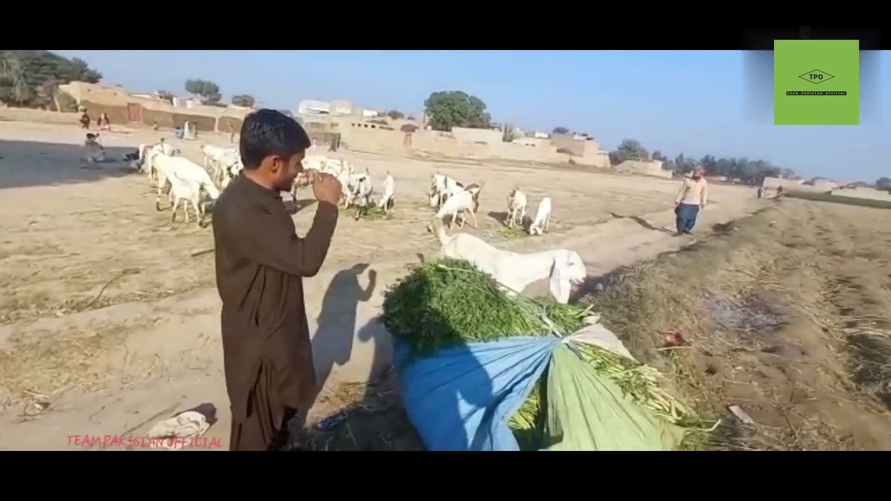 Funny Video