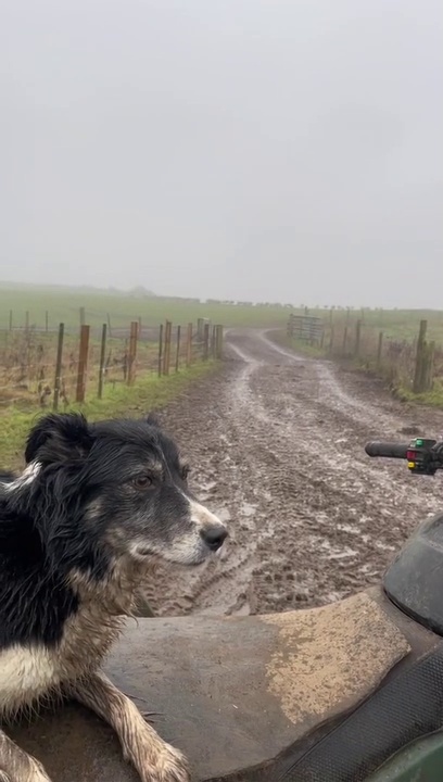 border collie ( smart Dog )