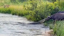 Buffalo Drags Huge Croc Out of the Water by Its Nose