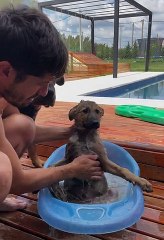 Giving a Puppy Its First Bath