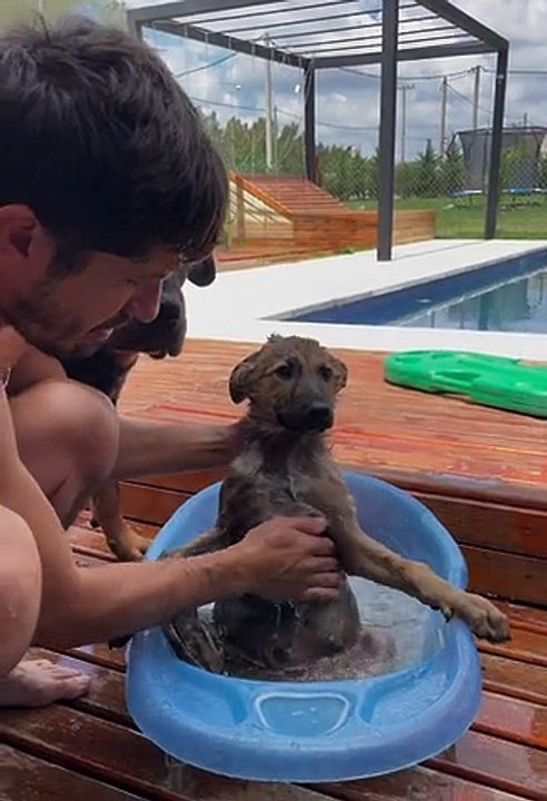 Giving a Puppy Its First Bath