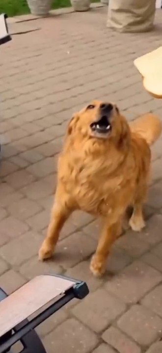 Cats vs Dogs: Hilarious Try Not to Laugh Challenge #2 - Funny Cat and Dog Videos by Viral Facts