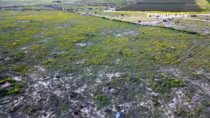 Begini Penampakan Hijaunya Gurun di Kuwait