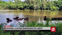 Capivara: ilustres moradoras do Jaboti; assista