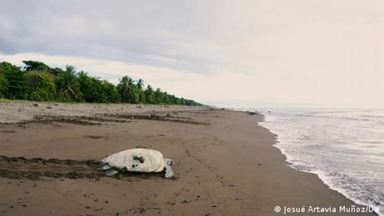 The fight to protect sea turtles in Costa Rica