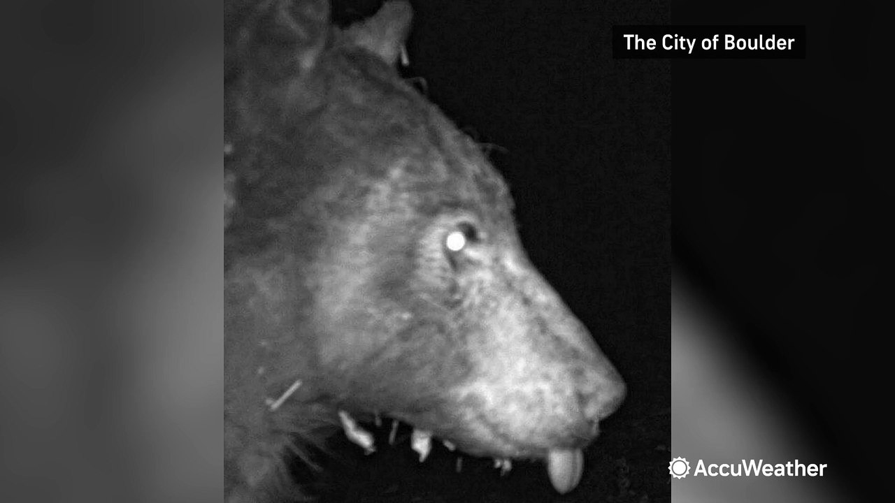 Colorado bear poses for the camera