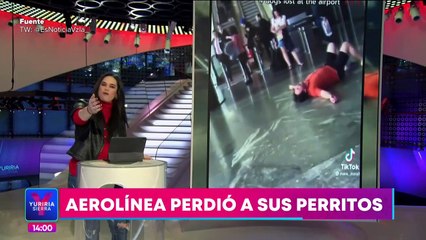 Aerolínea en Turquía pierde a perritos