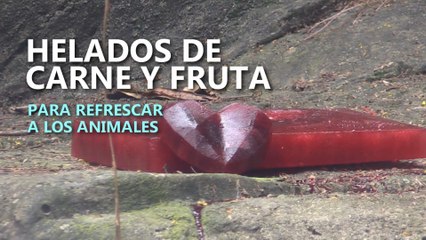 Helados de carne y fruta para los animales