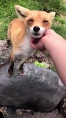 Best Funny Animal Videos of the year (2023), funniest animals ever. relax with cute animals video