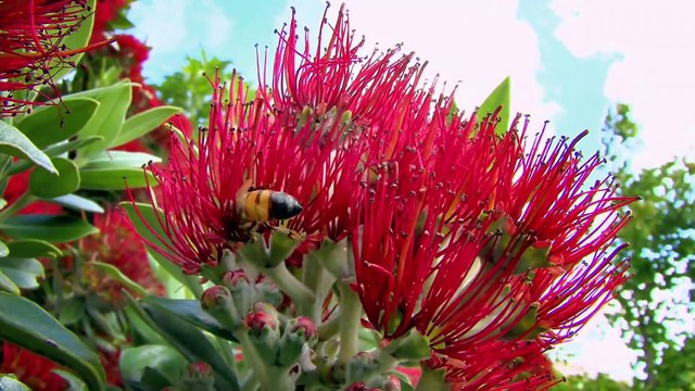 Queen of the Sun: What Are The Bees Telling Us? (2010) | Official Trailer, Full Movie Stream Preview