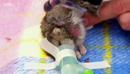 The Pets Factor S02E08 Derek and Gilbert