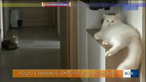 poldo il gatto più bello del mondo vive in trentino