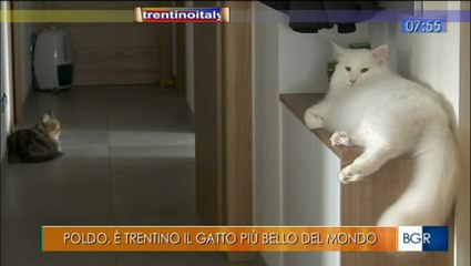 poldo il gatto più bello del mondo vive in trentino