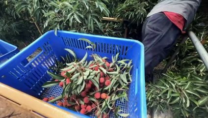 Qld lychee growers report best season ever after delayed start