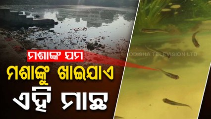 Rajgangpur CHC breeding Gambusia fish to control mosquito menace