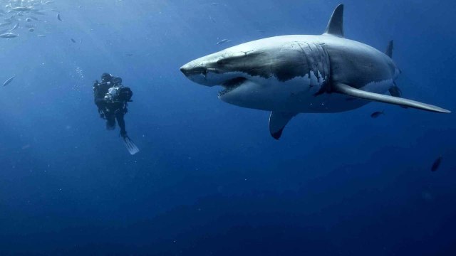 Oceans (2010) | Official Trailer, Full Movie Stream Preview