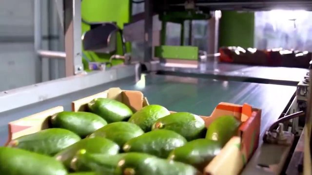 MODERN AGRICULTURAL TECHNOLOGY IN AFRICAN AND AUSTRIAN AVOCADO AGRICULTURE