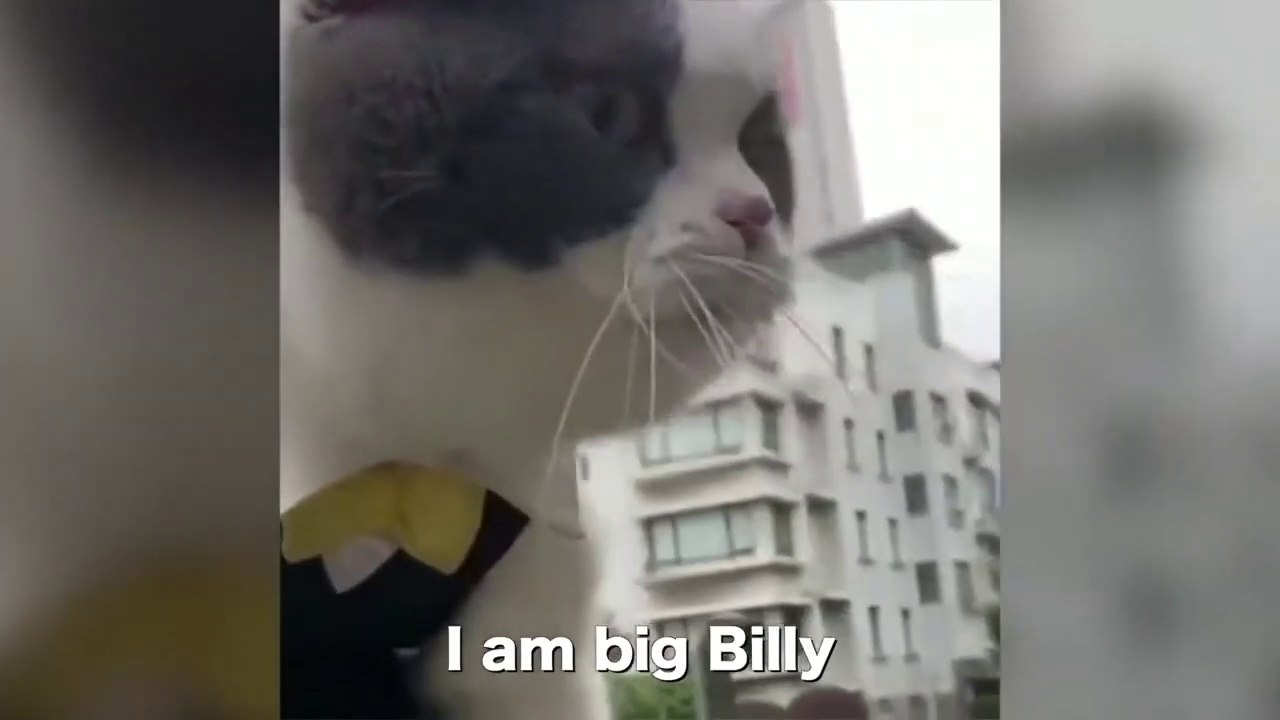 funny talking cat