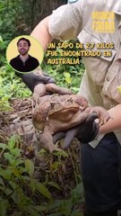 ‘Toadzilla’: guardaparques australianos encuentran un sapo gigante de 2,7 kilos