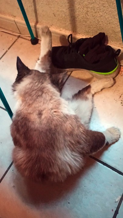 El #gato #Chocolate #felino #peludo #amigo #animal #mascota #humor #chiste #risa #comedia