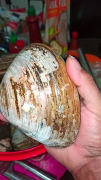 En este video, se presenta una receta de cocina con un marisco especial: la almeja pata de mula. Esta almeja es conocida por su sabor y textura únicos, y se puede preparar de muchas maneras diferentes. En esta receta se combinan las almejas con ostiones p